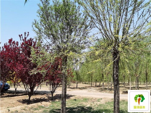 20公分饅頭柳樹苗 15公分饅頭柳供應