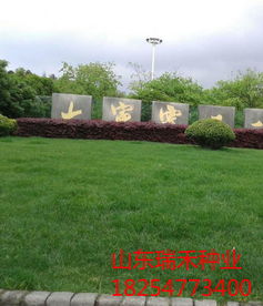 汕頭大連綠化草坪種子時事新聞