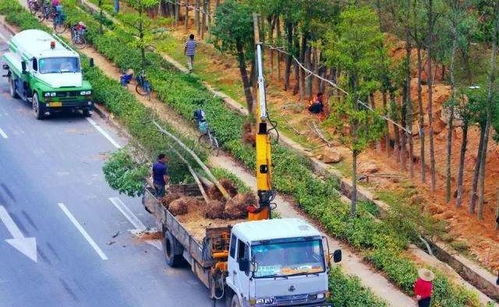 解讀園林綠化施工全過程,教你如何成為綠化行業大佬