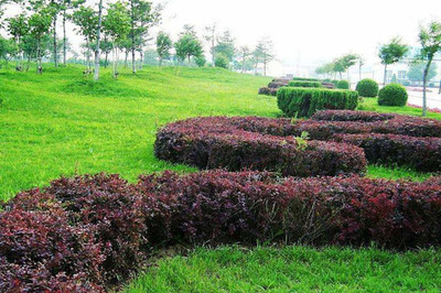 綠籬、色塊、色帶及體育場地設(shè)施的定點(diǎn)放線方法與步驟