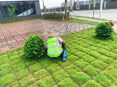 寶裕(佛山)再生資源高明新廠區(qū)園林綠化工程施工方案與技術(shù)要點